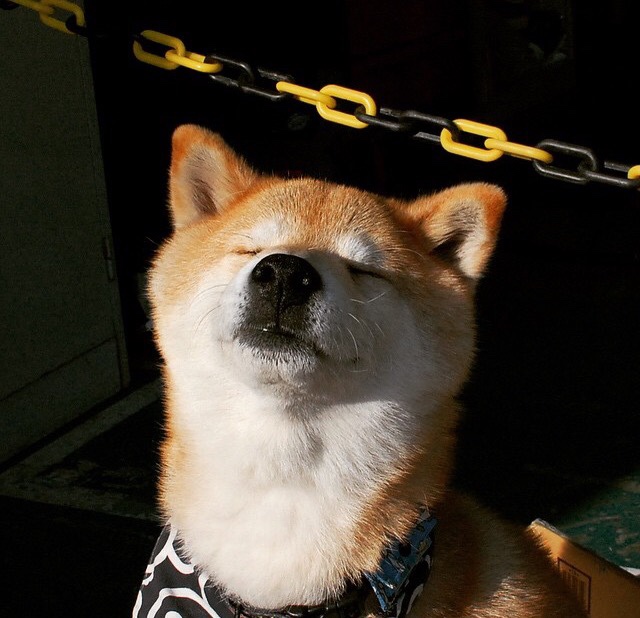 活塞化身火焰喷射器!范弗利特末节19分击溃尼克斯防线