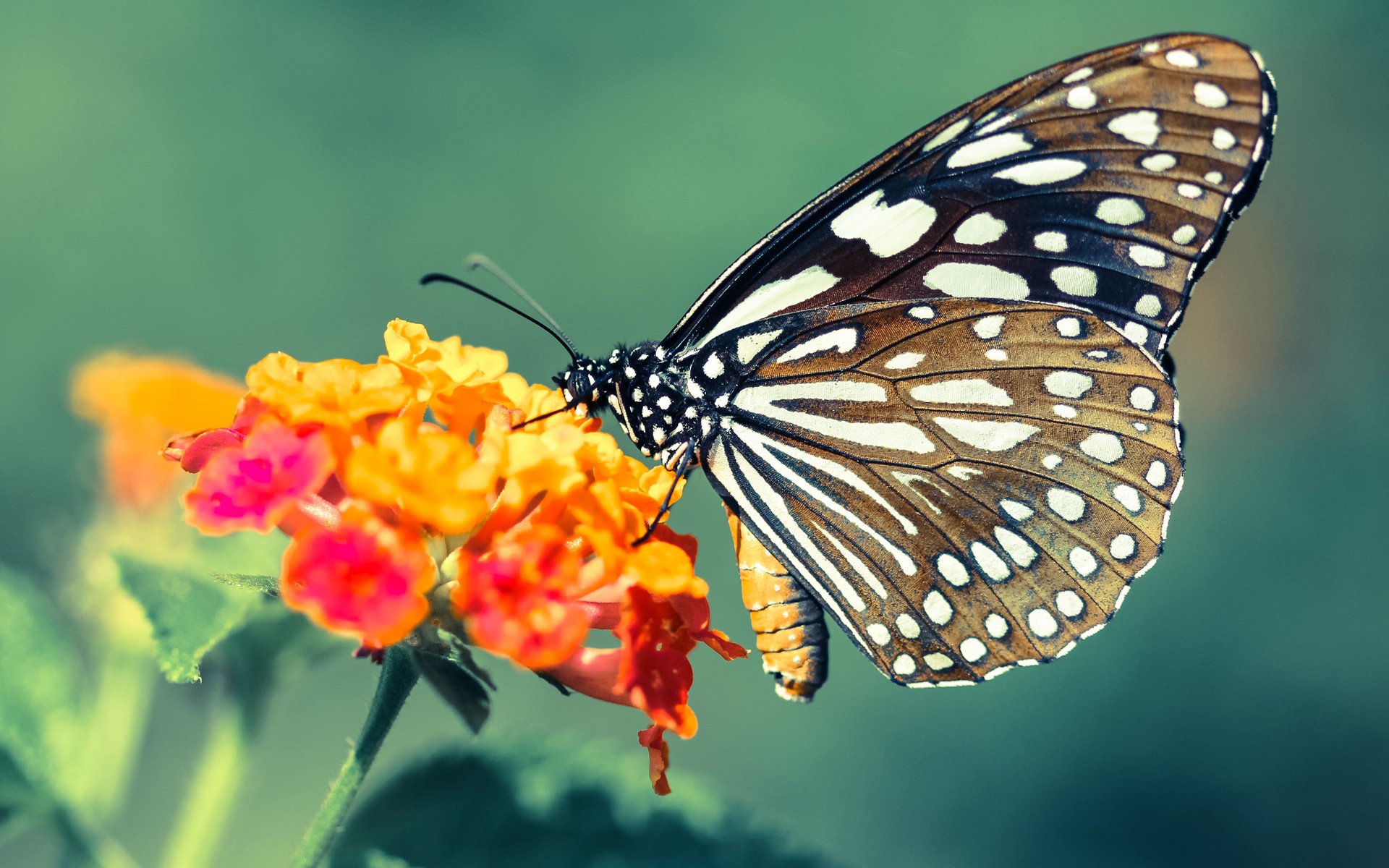 绿茵场上的东方智慧，伊拉克用节奏魔法锁住葡萄牙，凯塞多导演逆转