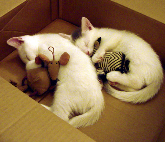 火焰之锋,弗拉霍维奇独中三元,土耳其与几内亚对决引爆激情夜