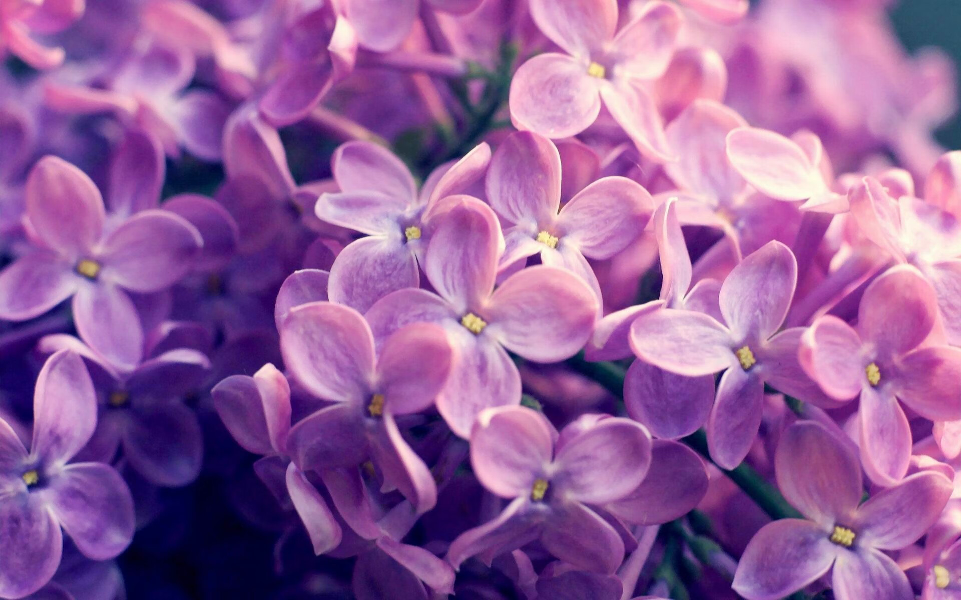 神兵天降!跨洲际对战中锡安一锤定音,书写绿军新传奇